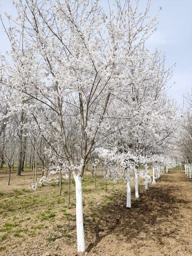 樱花树图片(图1)