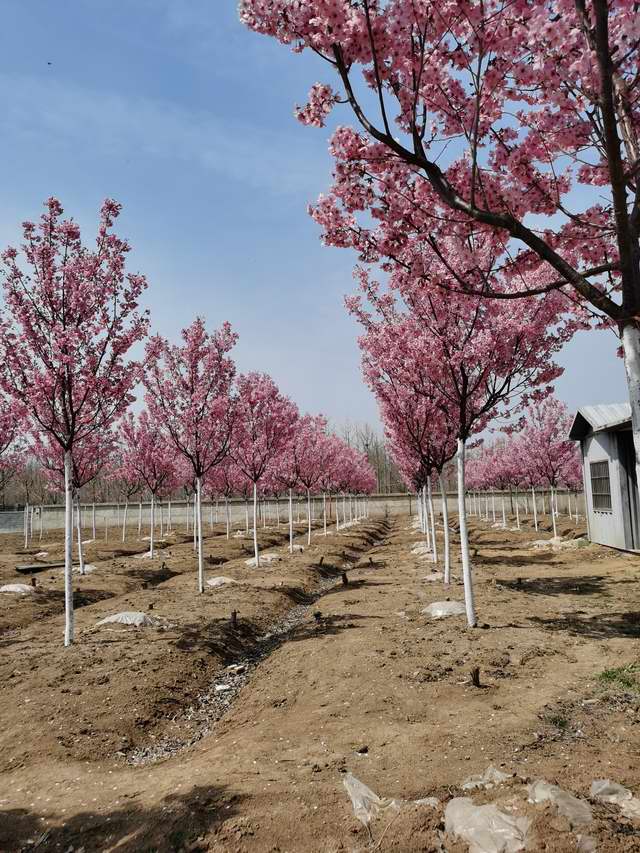 樱花树苗圃展示(图1)