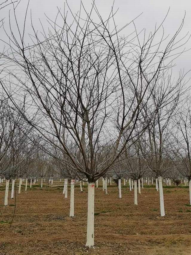 樱花树-樱花树基地(图1)